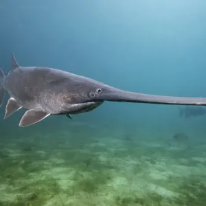 American Paddlefish Print, Swimming over Lake Bed American Paddlefish Print, Swimming over Lake Bed