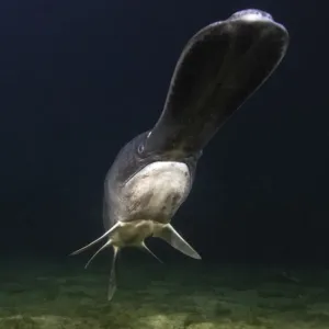 American paddlefish (Polyodon spathula), an introduced species native to the Mississippi River Basin, USA, swimming over lake bed, private lake, Moscow region, Russia American paddlefish (Polyodon spathula), an introduced species native to the Mississippi River Basin, USA, swimming over lake bed, private lake, Moscow region, Russia