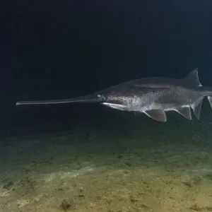 American paddlefish (Polyodon spathula), an introduced species native to the Mississippi River Basin, USA, swimming over lake bed, private lake, Moscow region, Russia American paddlefish (Polyodon spathula), an introduced species native to the Mississippi River Basin, USA, swimming over lake bed, private lake, Moscow region, Russia