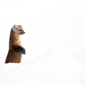American pine marten (Martes americana) standing on hind legs in deep snow, Yellowstone National Park, USA. January American pine marten (Martes americana) standing on hind legs in deep snow, Yellowstone National Park, USA. January