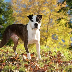 American pit bull, male, standing on grass and autumn leaves, portrait, Haddam, Connecticut, USA. October American pit bull, male, standing on grass and autumn leaves, portrait, Haddam, Connecticut, USA. October