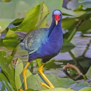 American Purple gallinule Print, Everglades National Park, Florida American Purple gallinule Print, Everglades National Park, Florida