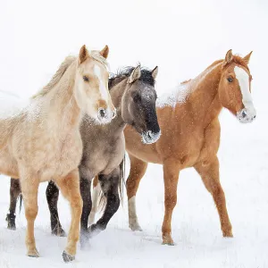 American quarter horse, three standing in snow. Alberta, Canada. February