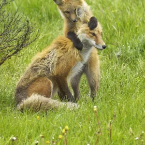 American Red Fox (Vulpes vulpes) cubs playing with its mother. Grand Teton National Park