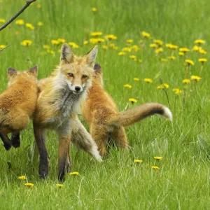 American Red fox (Vulpes vulpes fulva) baby leaping on its disinterested mother