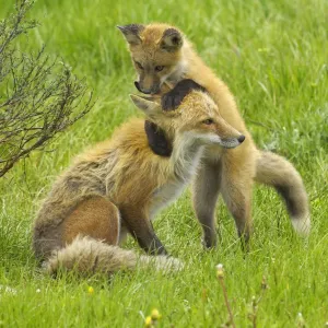 American Red fox (Vulpes vulpes fulva) baby playing with mother, Grand Teton National Park American Red fox (Vulpes vulpes fulva) baby playing with mother, Grand Teton National Park