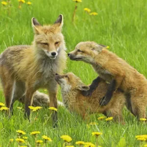 American Red fox (Vulpes vulpes fulva) mother and two cubs playing, Grand Teton National Park American Red fox (Vulpes vulpes fulva) mother and two cubs playing, Grand Teton National Park