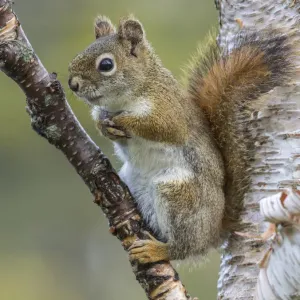 American Red Squirrel (Tamiasciurus hudsonicus). Resting on birch tree. Acadia National Park American Red Squirrel (Tamiasciurus hudsonicus). Resting on birch tree. Acadia National Park