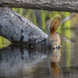 American red squirrel (Tamiasciurus hudsonicus) on tree trunk drinking in a beaver pond