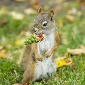 American red squirrel (Tamiasciurus hudsonicus) feeding on Douglas Fir (Pseudotsuga American red squirrel (Tamiasciurus hudsonicus) feeding on Douglas Fir (Pseudotsuga