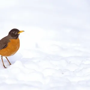 American robin (Turdus migratorius) male on snow-covered ground, Ithaca, New York, USA, April