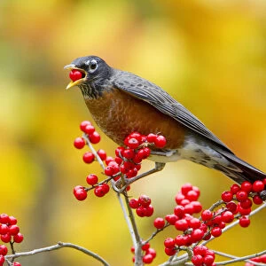 American robin (Turdus migratorius) feeding on Winterberry holly (Ilex sp) berries