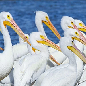 American White Pelican (Pelecanus erythrohycnchos) flock. Everglades National Park