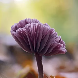 Amethyst deceiver (Laccaria amethystina), mature mushroom that had curved up to show