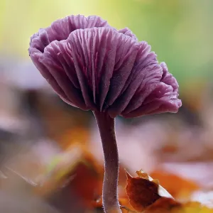 Amethyst deceiver mushroom print Amethyst deceiver mushroom print