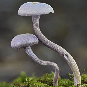 Amethyst deceiver toadstools (Laccaria amethystina) growing up from mossy log, Buckinghamshire