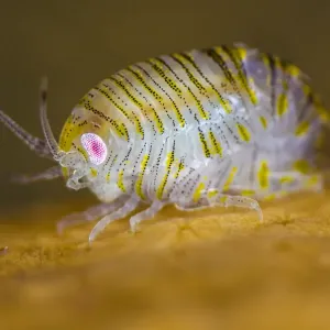Un Amphipode (Iphimedia obesa) sur le dessus d'une colonie de corail Alcyonium digitatum, les doigts morts. Un Amphipode (Iphimedia obesa) sur le dessus d'une colonie de corail Alcyonium digitatum, les doigts morts.