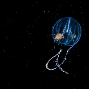 Amphipod travelling on sea gooseberry (Ctenophora) Browning Pass, Vancouver Island