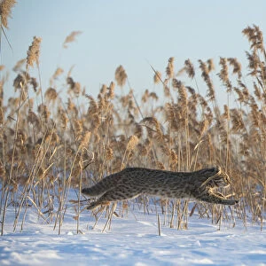 Amur leopard cat (Prionailurus bengalensis euptilurus) leaping past reed bed, Vladivostok