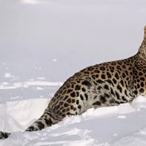 Amur leopard lying in snow. Captive animal, USA