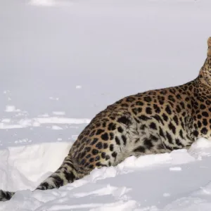 Amur leopard lying in snow. Captive animal, USA