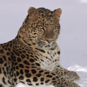 Amur Leopard Print: Captive Animal in Snow, USA Amur Leopard Print: Captive Animal in Snow, USA