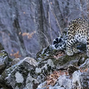 Amur leopard (Panthera pardus orientalis) Land of the Leopard National Park, Primorsky Krai