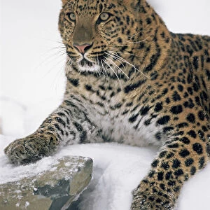 Amur Leopard {Panthera pardus orientalis} captive, portrait