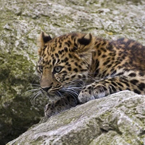 Amur Leopard (Panthera pardus orientalis) juvenile on rocks, occurs NE China and SE Russia