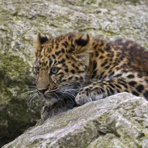 Amur Leopard (Panthera pardus orientalis) juvenile on rocks, occurs NE China and SE Russia