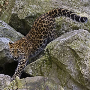 Amur Leopard (Panthera pardus orientalis) juvenile on rocks. Occurs NE China and SE Russia