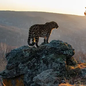 Amur leopard (Panthera pardus orientalis) standing on rocky outcrop overlooking mountainous forest at sunset, Land of the Leopard National Park, Russian Far East. Critically endangered. Taken with remote camera. October Amur leopard (Panthera pardus orientalis) standing on rocky outcrop overlooking mountainous forest at sunset, Land of the Leopard National Park, Russian Far East. Critically endangered. Taken with remote camera. October