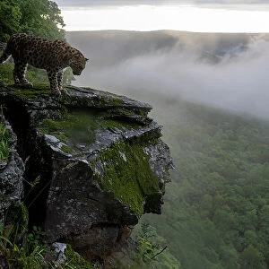 Amur leopard (Panthera pardus orientalis) standing on rocky cliff top overlooking forest with fog, Land of the Leopard National Park, Russian Far East. Critically endangered. Taken with remote camera. August
