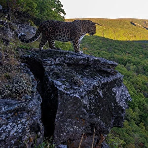 Amur leopard (Panthera pardus orientalis) standing on rocky cliff overlooking forest, Land of the Leopard National Park, Russian Far East. Critically endangered. Taken with remote camera. September