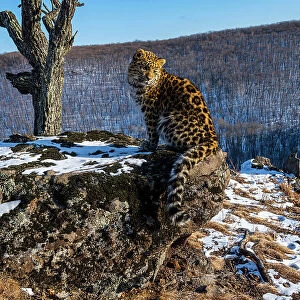 Amur leopard (Panthera pardus orientalis) cub sitting on rocky outcrop and looking around with mountain forest in background, Land of the Leopard National Park, Russian Far East. Critically endangered. Taken with remote camera. January