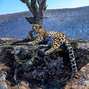 Amur leopard (Panthera pardus orientalis) licking its paw whilst resting on rocky outcrop overlooking mountain forest, Land of the Leopard National Park, Russian Far East. Critically endangered. Taken with remote camera. February
