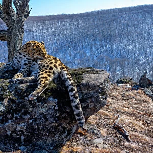 Amur leopard (Panthera pardus orientalis) grooming fur on side as it rests on rocky outcrop overlooking mountain forest, Land of the Leopard National Park, Russian Far East. Critically endangered. Taken with remote camera. February