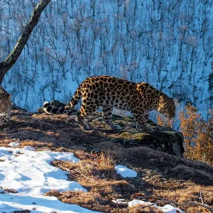 Amur leopard (Panthera pardus orientalis) mother and cub walking on rocky cliff top overlooking mountain forest, with camera trap tied to tree behind them, Land of the Leopard National Park, Russian Far East. Critically endangered Amur leopard (Panthera pardus orientalis) mother and cub walking on rocky cliff top overlooking mountain forest, with camera trap tied to tree behind them, Land of the Leopard National Park, Russian Far East. Critically endangered