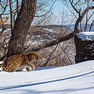 Amur leopard (Panthera pardus orientalis) male walking through thick snow in mountain forest, Land of the Leopard National Park, Russian Far East. Critically endangered. Taken with remote camera. February