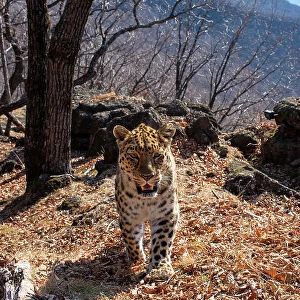 Amur leopard (Panthera pardus orientalis) with ear notch walking up mountain slope with rocks behind, Land of the Leopard National Park, Russian Far East. Critically endangered. Taken with remote camera. April
