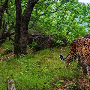 Amur leopard (Panthera pardus orientalis) walking up mountain slope with forest and rocks behind, Land of the Leopard National Park, Russian Far East. Critically endangered. Taken with remote camera. August