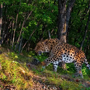 Amur leopard (Panthera pardus orientalis) walking up slope in forest with rock in foreground, Land of the Leopard National Park, Russian Far East. Critically endangered. Taken with remote camera. September