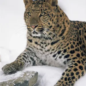 Amur Leopard Print Amur Leopard Print