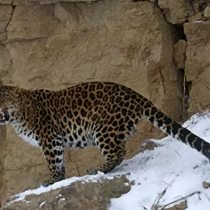Amur leopard {Panthera pardus orientalis} captive