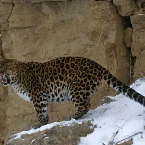 Amur Leopard Print Amur Leopard Print