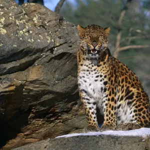 Amur leopard {Panthera pardus orientalis} captive