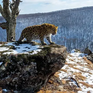 Amur leopard (Panthera pardus orientalis) cub standing on rocky outcrop overlooking mountain forest, Land of the Leopard National Park, Russian Far East. Critically endangered. Taken with remote camera. January Amur leopard (Panthera pardus orientalis) cub standing on rocky outcrop overlooking mountain forest, Land of the Leopard National Park, Russian Far East. Critically endangered. Taken with remote camera. January