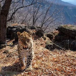 Amur leopard (Panthera pardus orientalis) with ear notch walking up mountain slope with rocks behind, Land of the Leopard National Park, Russian Far East. Critically endangered. Taken with remote camera. April Amur leopard (Panthera pardus orientalis) with ear notch walking up mountain slope with rocks behind, Land of the Leopard National Park, Russian Far East. Critically endangered. Taken with remote camera. April
