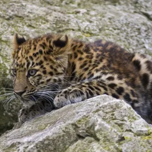 Amur Leopard Print, a juvenile on rocks in NE China and SE Russia Amur Leopard Print, a juvenile on rocks in NE China and SE Russia