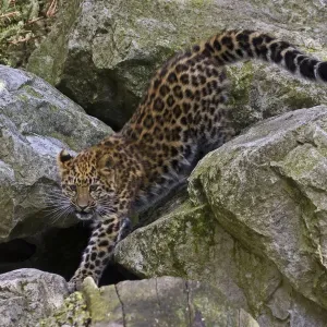Amur Leopard Print: Juvenile on Rocks Amur Leopard Print: Juvenile on Rocks